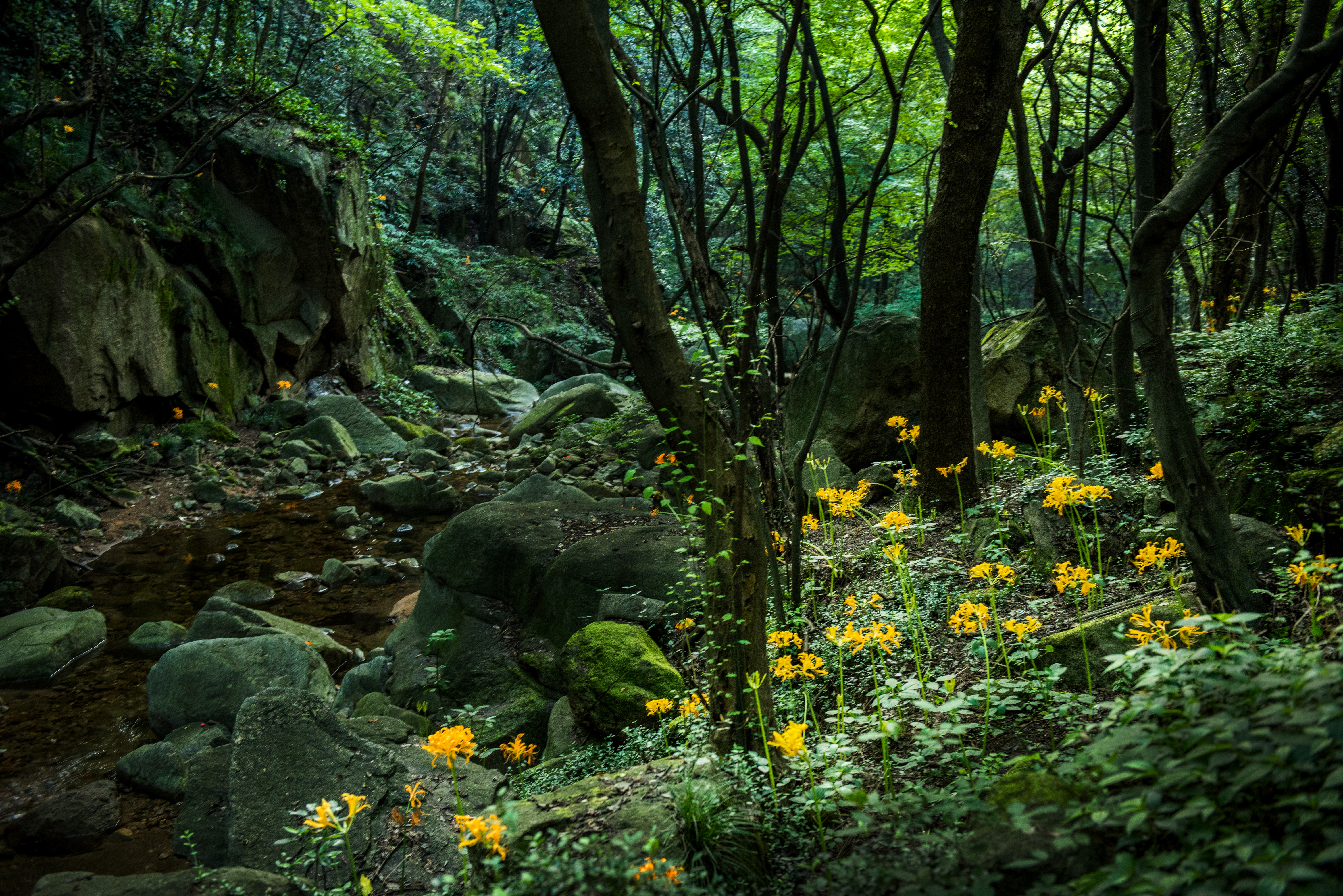 DSC_5736-1.jpg